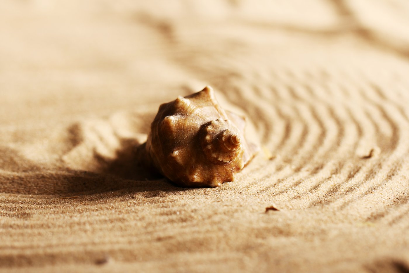 Muschel am Strand als Symbolbild